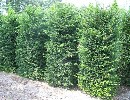 Taxus baccata Heckenelement